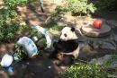 Orjaški panda praznoval drugi rojstni dan