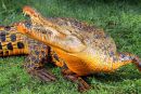 Krokodil spremenil barvo