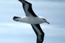 Albatrosi so zvesti vse življenje