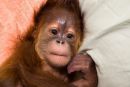 Posvojeni orangutan