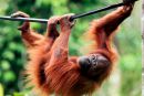 Orangutanka  mora prenehati s kajenjem