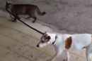 Video: mačka vodi psa na povodcu nazaj domov