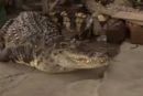 Namesto psa čuvaja - krokodil