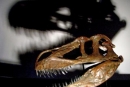 Odkrili največjega dinozavra v Evropi