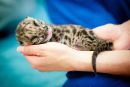 Dimasti leopard na dlani