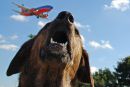 Prevoz hišnih ljubljenčkov na letalu pri Adrii Airways