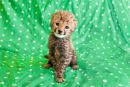 Mali gepard