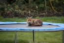 O lisicah in trampolinu
