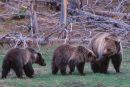 V nacionalnem parku Yellowstone grizli ubil človeka