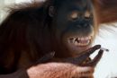 Orangutanka se mora odvaditi kajenja