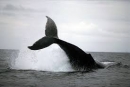 Japonska ustavila kitolov v Južnem oceanu