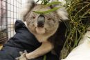 Z jeklom ojačena koala