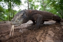 Poginil še eden Komodoški varan