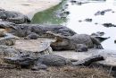 Krokodili rešeni pred krožnikom