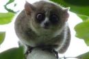 Spoznajmo lemurje