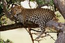 Kje je leopard dobil svoje pike?