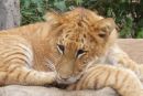 Liger