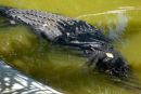 Krokodil Lologon ne noče jesti, ker je po stresom