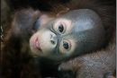Mala orangutanka