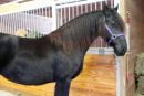 Slavna kobila Mariska ali »Houdini horse«