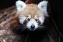 Mačji panda - Prisrčen kot mačka in panda naenkrat