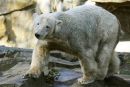 Knut umrl zaradi poškodbe možganov