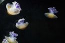 Male meduze