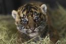 Ogrožena sumatrska tigerčka
