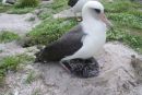 Zgodba o preživetju najstarejše samice albatrosa
