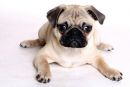 Pasma mops