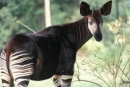 Zanimive živali: Okapi - 
