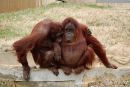 Poroka dveh orangutanov na Tajskem