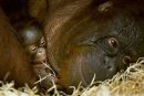 Orangutanka rešila svojega mladiča