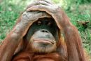 Orangutan izmenjuje
