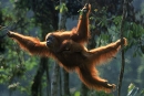 Kaj je orangutane pripeljalo na tla?