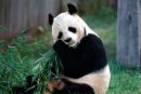 Najstarejša panda je poginila