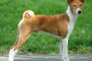 Pasme psov: basenji