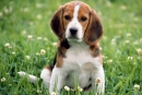 Pasme psov: beagle