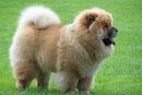 Pasme psov: chow chow