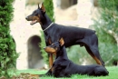 Pasme psov: doberman