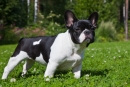 Pasme psov: francoski buldog