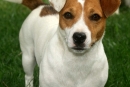 Pasme psov: Jack Russell terier