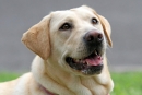 Pasme psov: labradorec