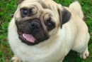 Pasme psov: mops