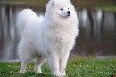 Pasme psov: samojed