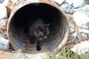 Piper- potepuška mačka s svojim poštnim nabiralnikom in stalnim naslovom