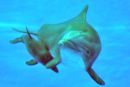 Mali delfin