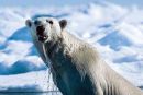 5 zanimivih dejstev o polarnih medvedih