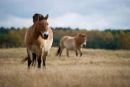 Zadnji divji konji – Przewalski konj