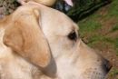 Labradorec posvojil račka